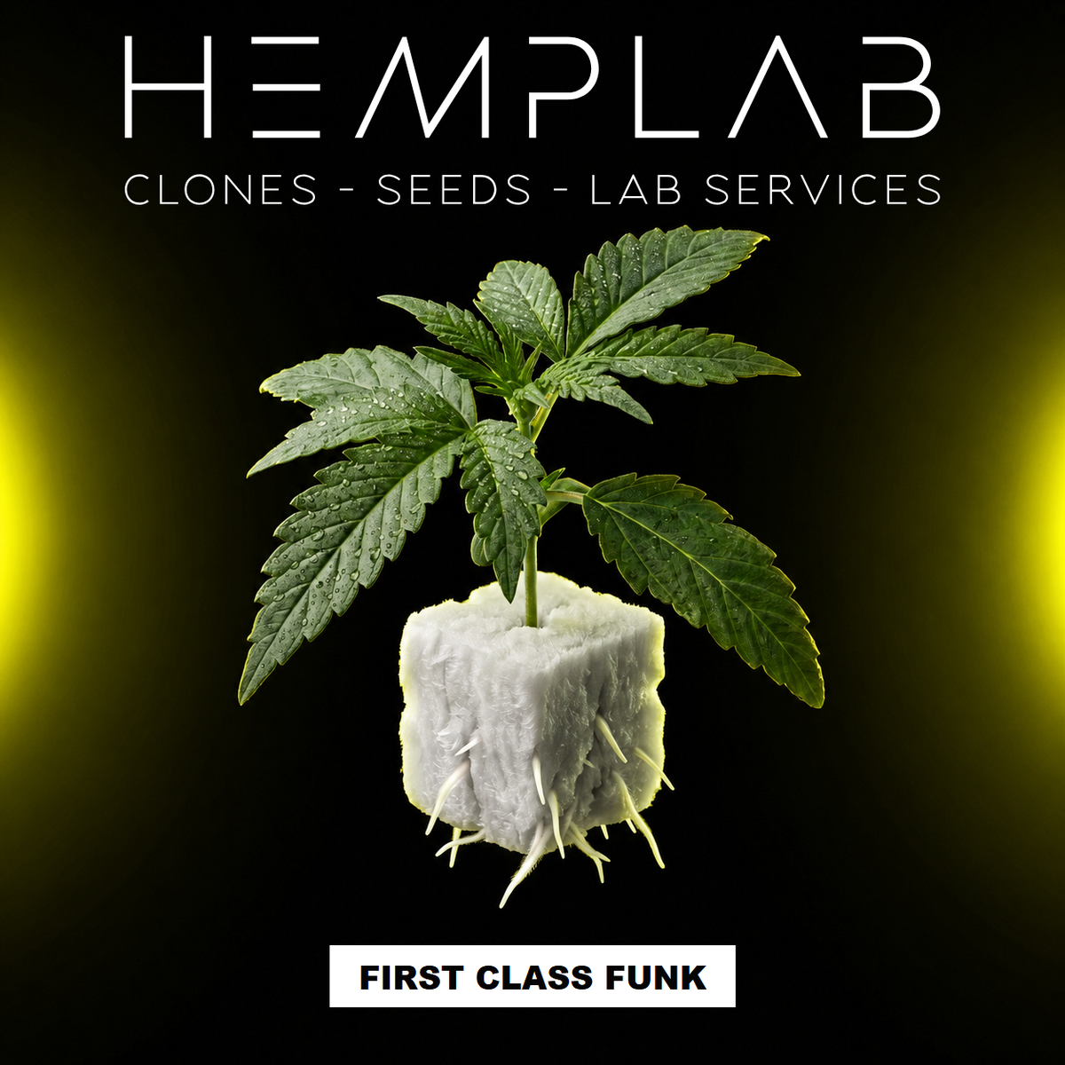 First Class Funk - Pianta micropropagata