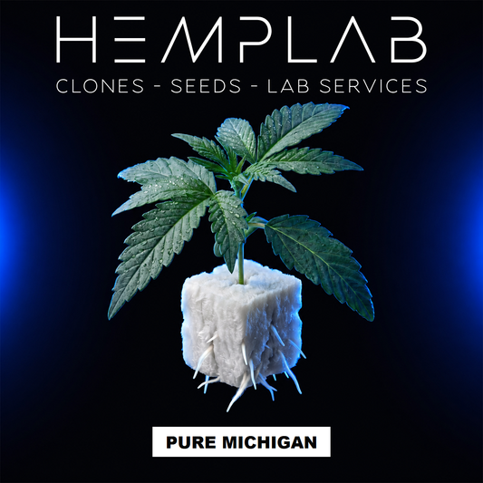 Pure Michigan - Pianta micropropagata