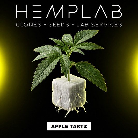 Apple Tartz - Pianta micropropagata