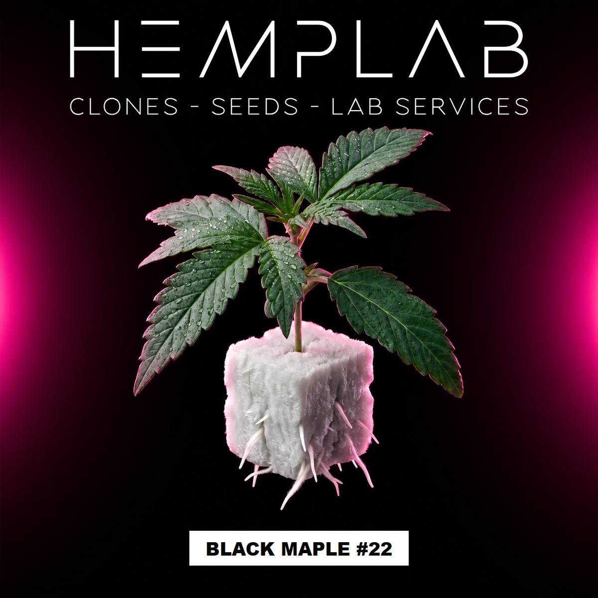 Black Maple #22 - Pianta micropropagata