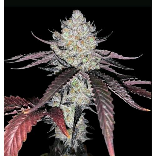 Marshmallow OG