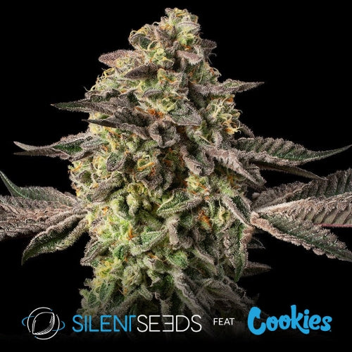 Sugar Rock By Cookies