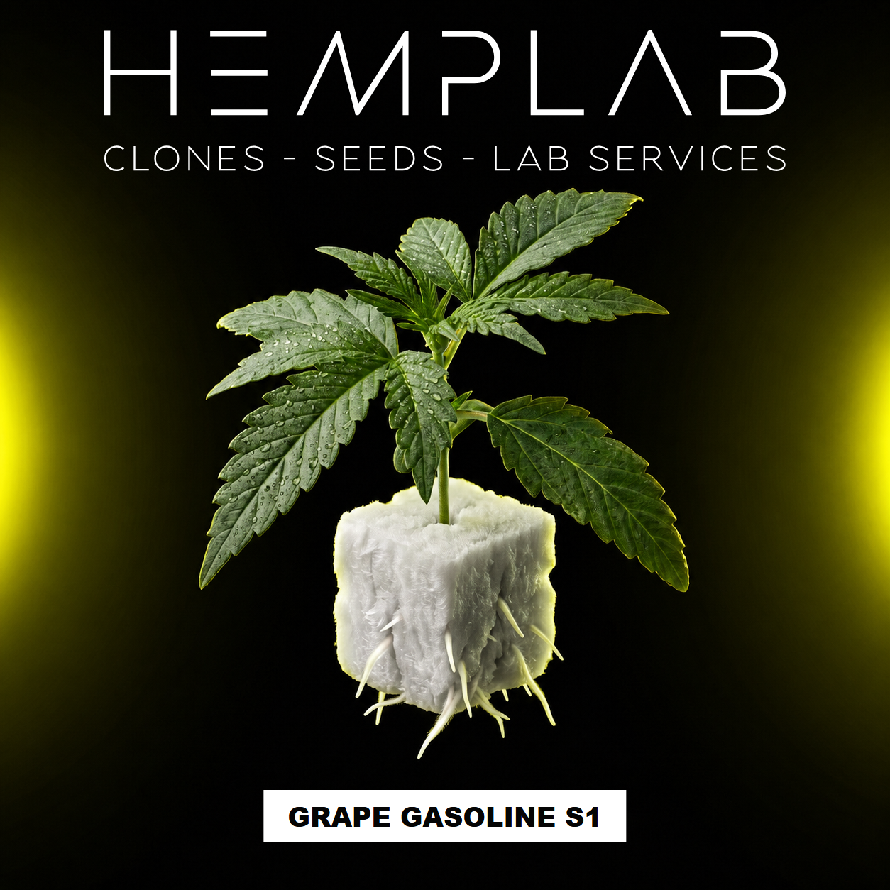 Grape Gasoline S1 - Pianta micropropagata