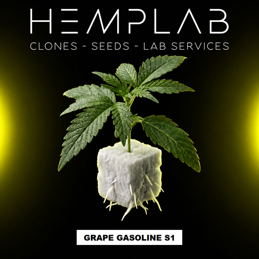 Grape Gasoline S1 - Pianta micropropagata