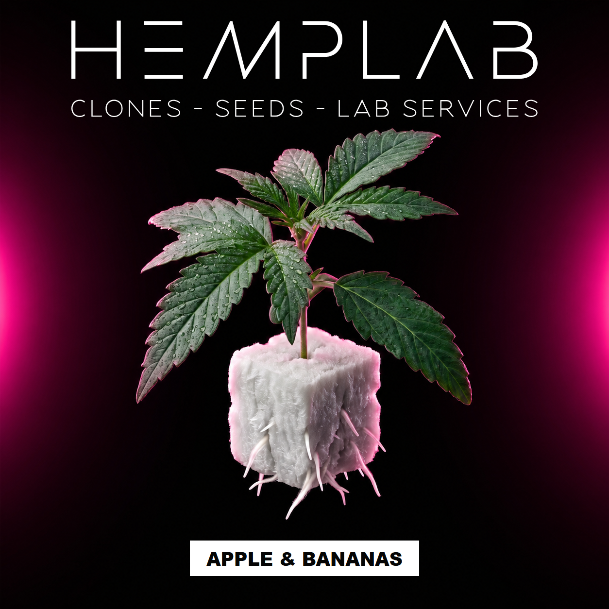 Apple & Bananas - Pianta micropropagata