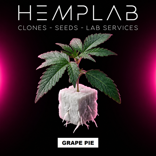 Grape Pie - Pianta micropropagata