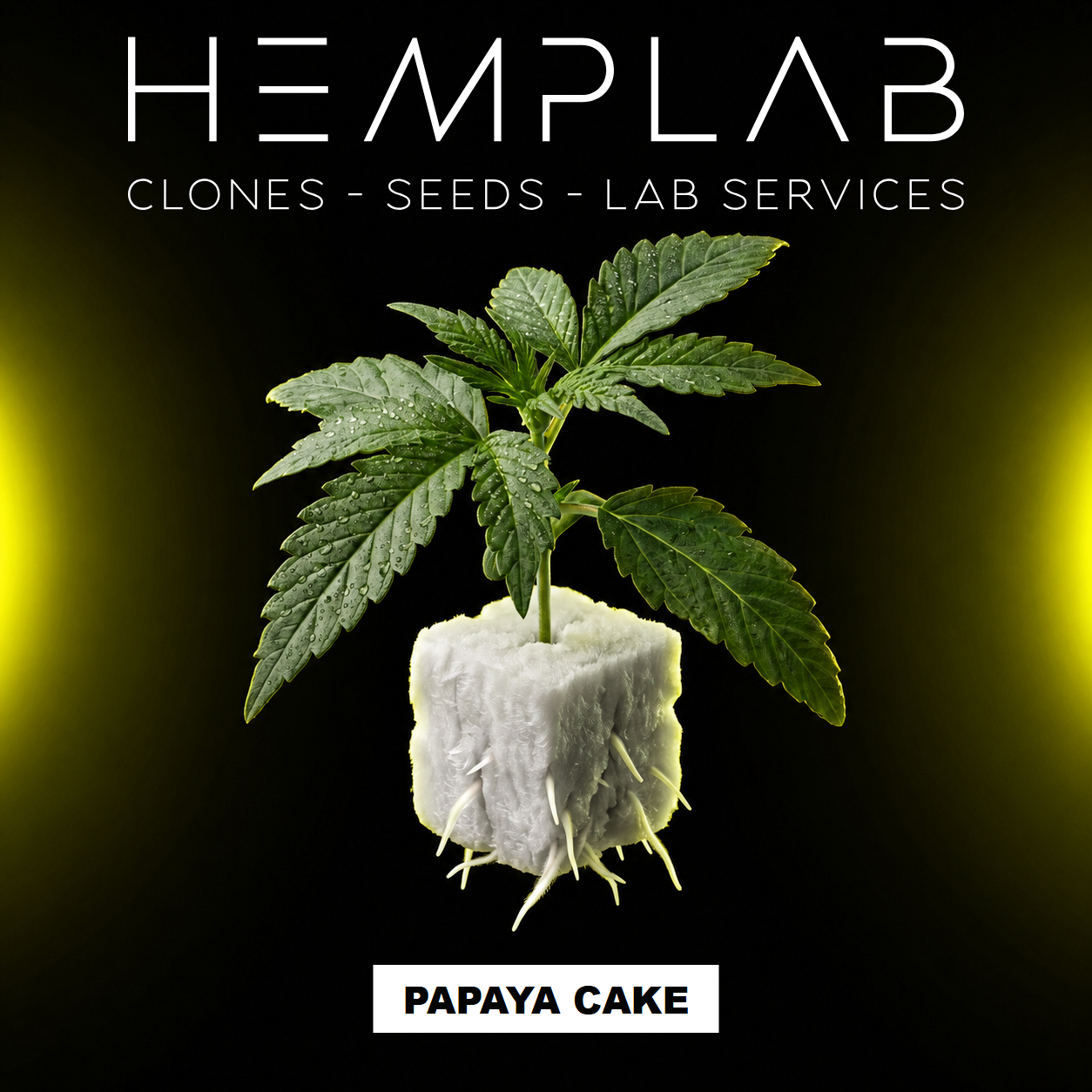 Papaya Cake - Pianta micropropagata