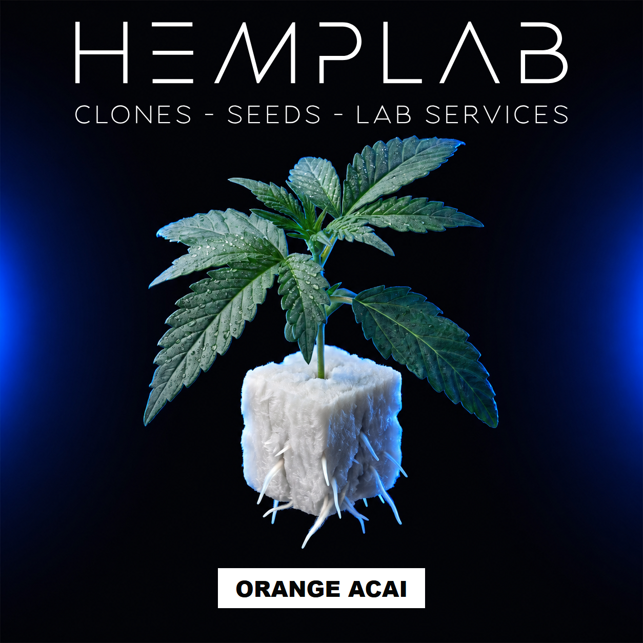 Orange Acai - Pianta micropropagata