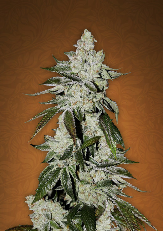 Original Girl Scout Cookies