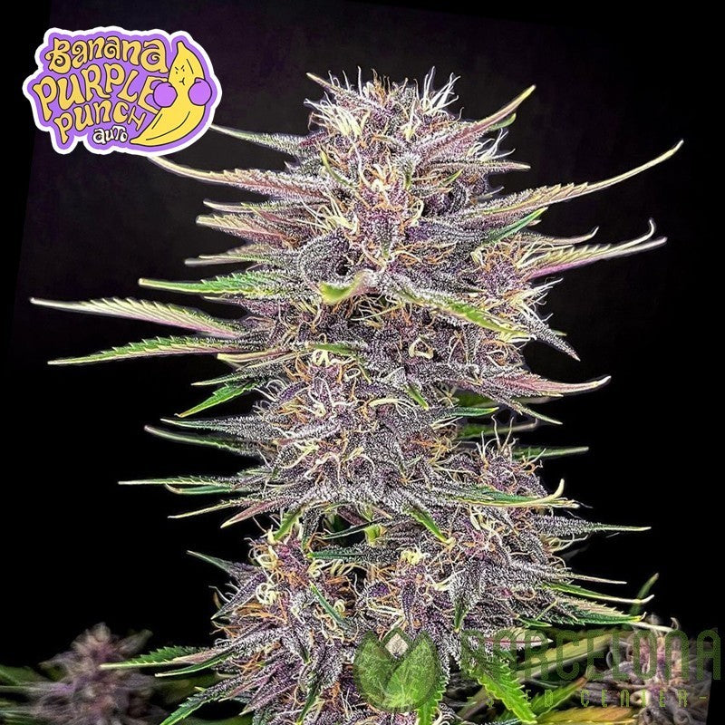 Banana Purple Punch Auto