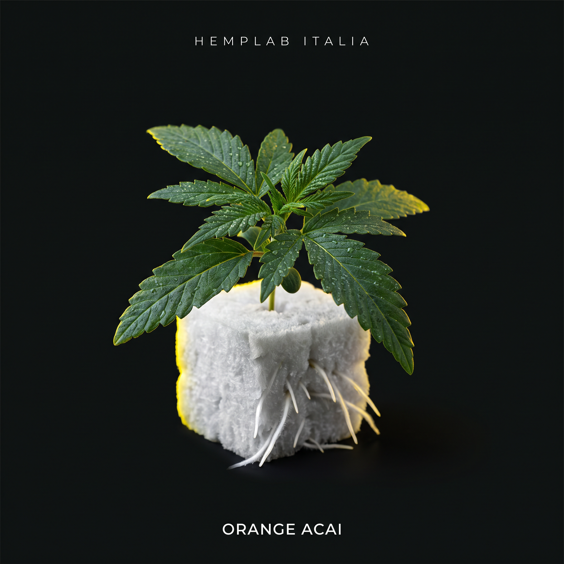 Orange Acai - pianta micropropagata Hemp Lab Italia