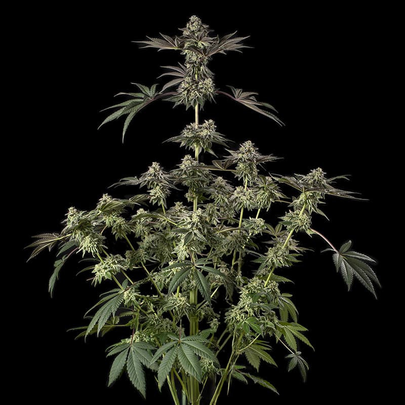 Sugar Rock By Cookies
